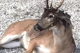食人蝇堪称嗜血钻头，近百万牲畜被活吃，专家力挽狂澜使出杀手锏图片
