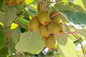 到底是谁让国产猕猴桃“臭名昭著”？图片