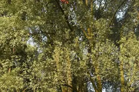 太大了！四川男子深山取得近200斤红娘大黑蜂巢！价值有多高？图片