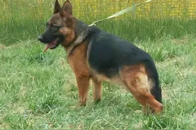 德国牧羊犬和罗威纳犬，作为现代型护卫犬，在它们之间应如何选择图片