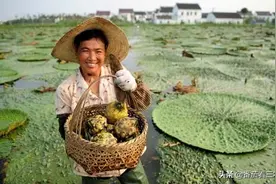 了解芡实的五个生长阶段，掌握10个种植要点，把芡实种出高效益图片