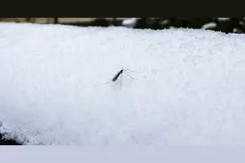 冬天的时候，苍蝇和蚊子去哪儿了？又是如何过冬的呢？图片