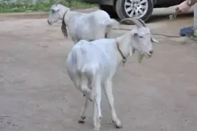 羊走路一瘸一拐是什么病？羊腿瘸什么病怎么治疗？这三种病要重视图片