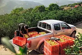 油麦菜不算鲜活农产品，去叶莴笋深加工，绿通“刁难”何时休图片