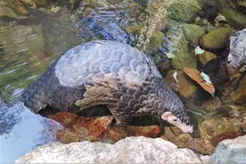 升级！穿山甲提升为国家一级保护动物图片