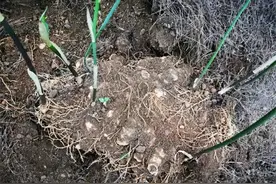 野生越挖越少，价格连年上涨，如今一斤36元，农民却仍不想种图片