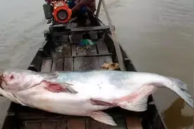 无鱼头，身体切片烘烤，竟然在烤箱里“狂跳”！死鱼为何还会跳？图片