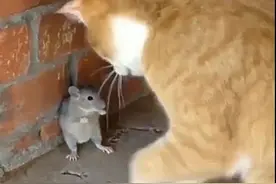 老鼠被橘猫逼到墙角，以为它要凉了，隔几秒后主人有些心塞了图片