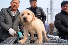 这5种狗最难“卖”出去，白送人家都不要，你敢带回家吗？图片