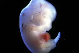 日本“人兽杂交试验”过去一年了，创造出来的是人还是什么动物？图片