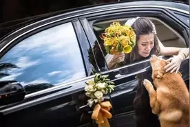 主人出嫁，小狗猛烈地追着婚车，跳起来扒着车门，不管有没有危险图片