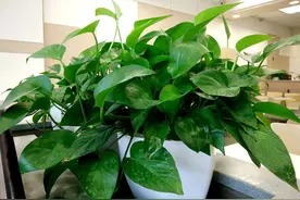 俗话说“一个绿萝七个鬼”，养绿萝真的好吗？老祖宗都有啥讲究图片