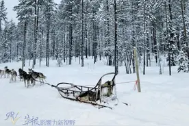 芬兰罗瓦涅米：哈士奇与麋鹿的梦幻银白世界图片