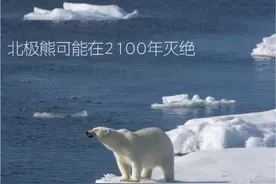 近期北极圈最高温达38度，北极熊或将灭绝，气候变化能被忽视多久图片