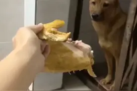 流浪狗天天蹲在门外讨食，女子拿来半只鸡，倒整得它有点不自信了图片