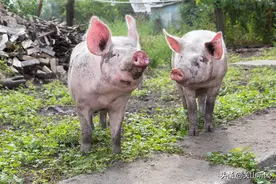 俗语“猪来穷，狗来富，猫儿来了戴麻布”，农村送小家畜的规矩？图片