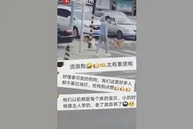 5只狗狗等红绿灯排队过马路，网友：太有素质了图片