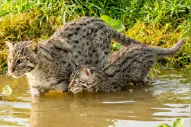 钓鱼猫：能潜到水下狩猎的猫，体型比家猫大2倍！猫中“平头哥”图片