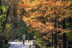 北方最大的水杉林进入秋叶观赏期，就在北京植物园樱桃沟图片