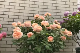 我养的月季花盆栽新叶畸形卷曲怎么回事？老叶正常无病虫害图片