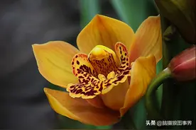 18张大花蕙兰花照片，第一次拍摄这种颜色的兰花，你喜欢吗？图片