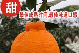 什么？你听说丑橘不知火有打甜蜜素，不敢买？图片