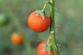 刺天茄是一种什么样的植物？图片