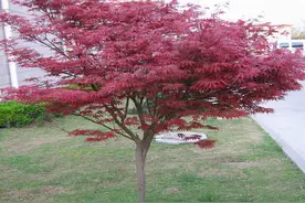 秋天扦插1种“贵树”，路边折枝条，浇水就能活，1个月白根冒图片