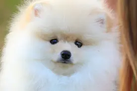 小白的救赎之路图片