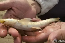 黄河滩钓获“船钉鱼”，半斤重！老渔民：可能是鸽子鱼，快放了图片