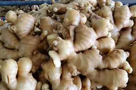 姜价持续连涨 农户预计11月新姜上市或可迎来拐点图片