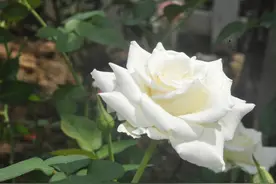 白玫瑰 金鸡菊 碧冬茄图片