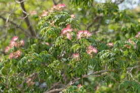 合欢树为什么叫“鬼树”？当了解其寓意后，直接当“风水树”来养图片