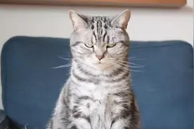 这6种猫很“记仇”，宠主还是少得罪的好，小心被报复图片