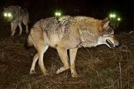 故事：儿子和女儿被狼群追赶，母亲将继子拉进房中，而女儿被关在了门外图片