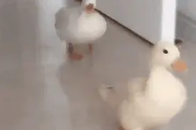 哈哈哈哈哈笑到邻居来打我！东北的路这是有多滑？图片