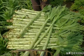 酷似莴笋的蔬菜，新鲜没人吃，做成菜干50元1斤，人称“贡菜”图片