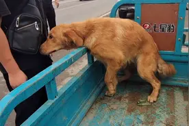 河南：嫌它吃得多，咬坏电机线的金毛狗市任人扔，最后370被卖掉图片