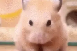 澳洲狗狗遍地找蛤蟆，只因吸毒上瘾，戒毒所都无能为力图片