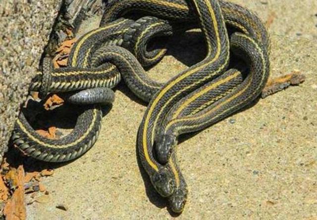 1983年蛇灾前因后果：特大洪水让蛇无家可归，居民以为有天灾发生