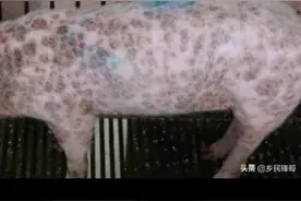 圆环病毒的预防方案图片