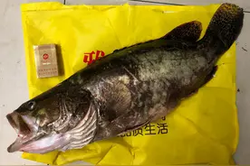 被水老虎追杀？广东钓友西江钓鱼，忽然一条6斤大鳜鱼跳上岸图片