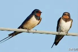 小燕子冷天往南飞，热天又往北飞，为何不一直选择在南方？图片