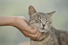 为什么越来越多的中年人，喜欢养猫养狗却不爱养孩子？图片