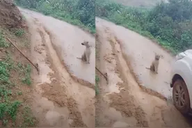 好狗不挡道，一只小黄狗却挡住了车主的去路，车主反而要感谢它图片