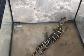 景洪惊现一只幼年水巨蜥　现已被收容救助图片