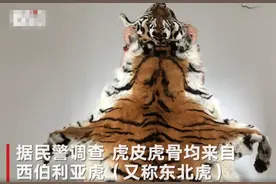 男子为给儿子筹钱成家“卖东北虎”整张虎皮近3米长图片