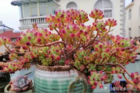 多肉乙女心单枝茎秆黑腐会不会影响其它的分枝？该如何处理才好？图片