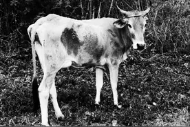 八路军宰牛发现一件奇事，指导员看完却笑了：牛肚子里藏着宝贝图片