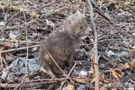 野外捡到一只狐狸幼崽，养着养着还“变色”了，好可爱图片